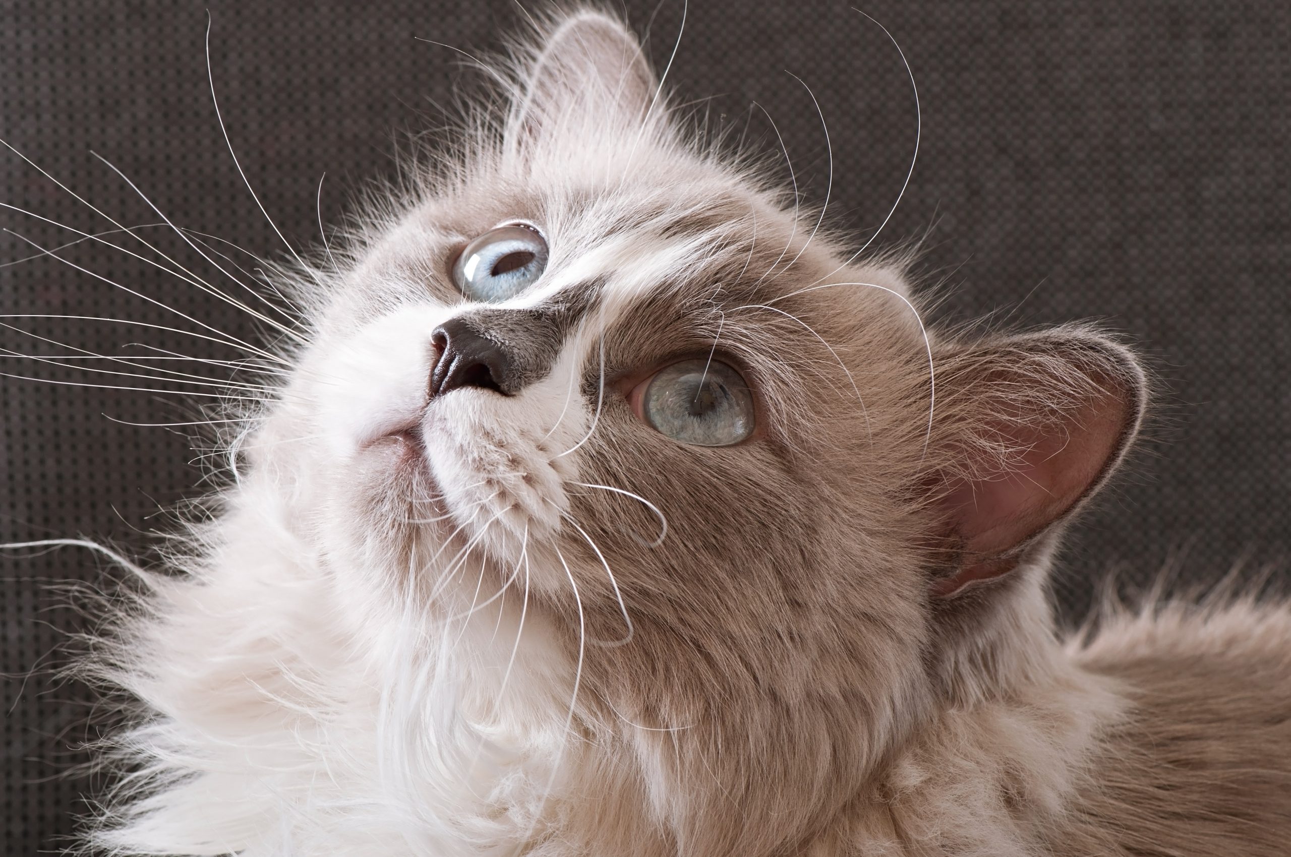Sunt pregatit sa am o pisica? - SuperVET - Clinica veterinara NON