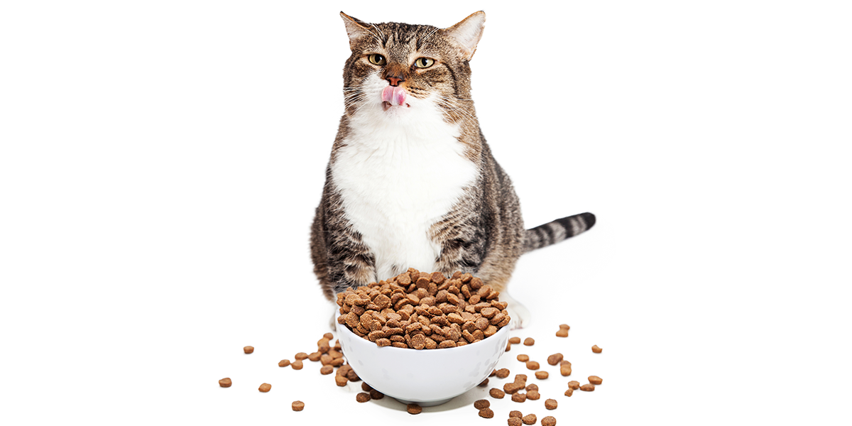 obezitatea la pisici