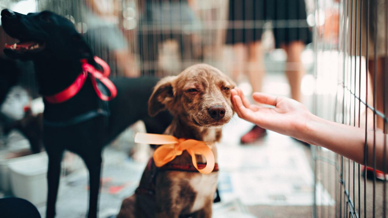 adoptia unui animal de companie