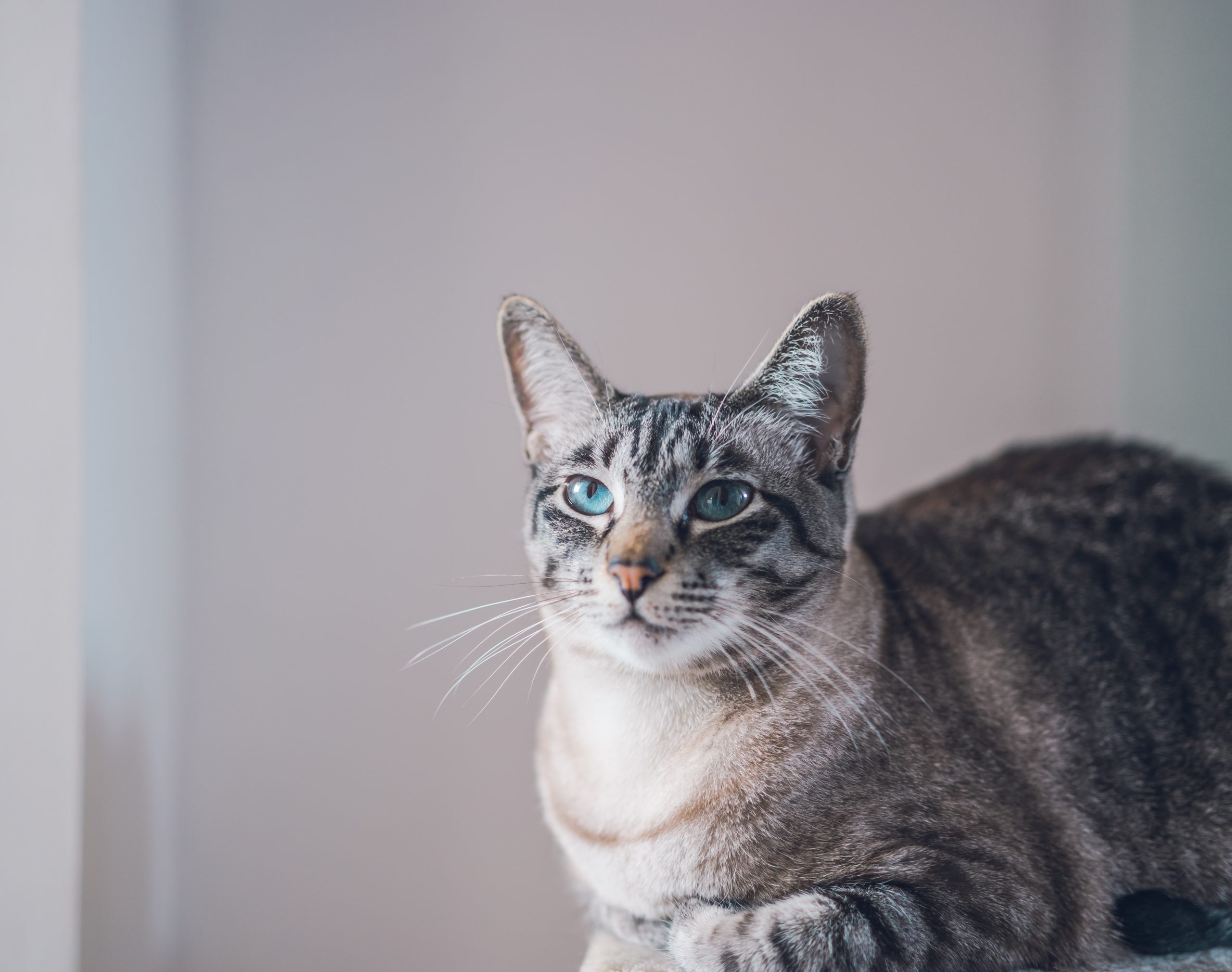 Mustatile pisicilor si rolul lor vital - SuperVET - Clinica 