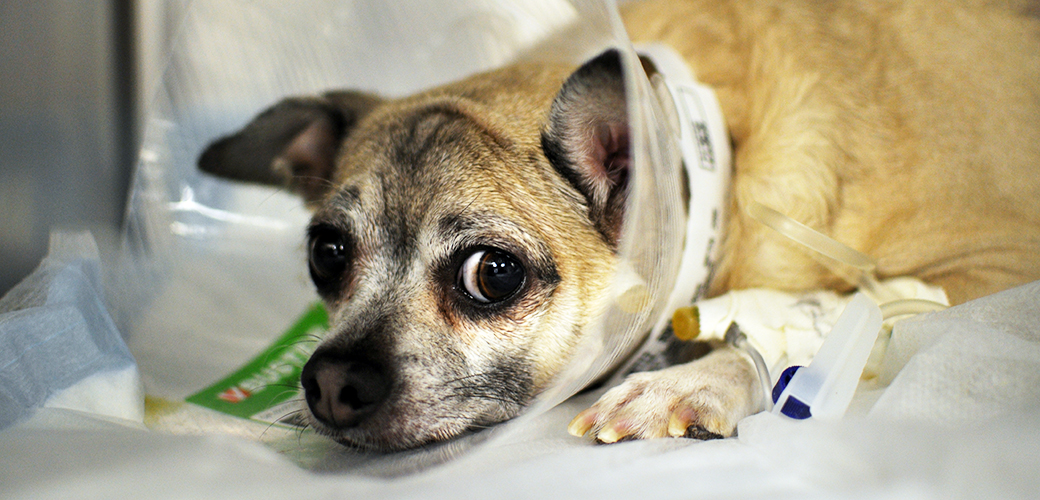 urgentele medicale in cazul animalelor de companie