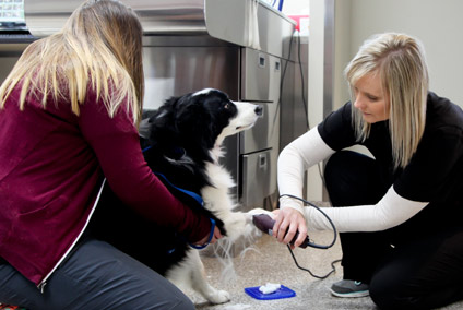 urgente medicale in randul animalelor de companie