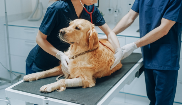 caine la consult veterinar prezentând semne subtile de durere